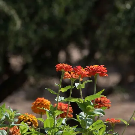 Apartment Flora & Agelos Studios Chrisi Akti (Paros)